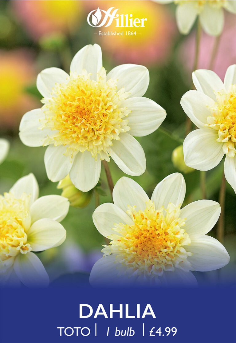 8718641997222 1 Dahlia Toto.jpg